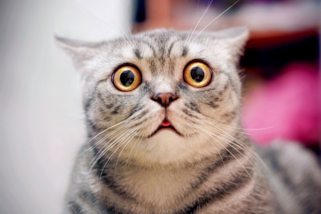Young cat with wide eyes who looks adorably surprised at these common mistakes that can reduce Usenet speed.